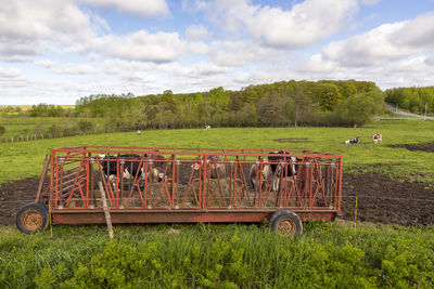 Row of cows eating hay in portable cattle feeder during spring day