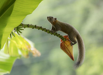 Close-up of lizard on leaf