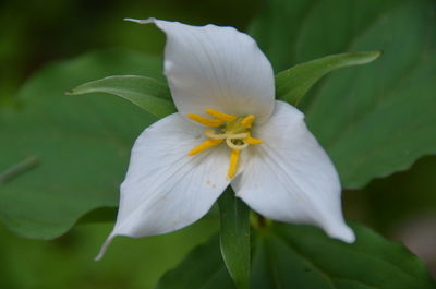 Close-up of white flowering plant