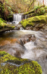 Scenic view of waterfall in forest
