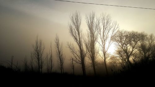 Sun shining through trees