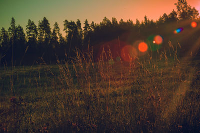 Plants growing on field against sky at sunset