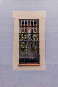 Potted plant on window of building