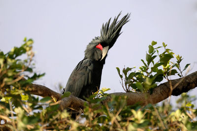 Low angle view of bird perching on branch