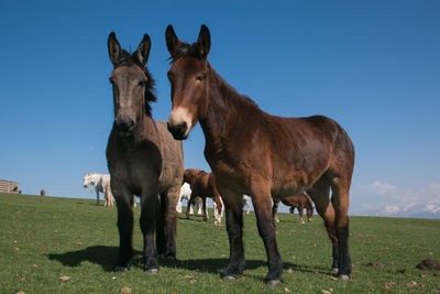 Horses on a field