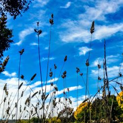 Plants and trees against sky