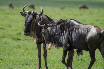 Two male wildebeest in the maasai mara in kenya