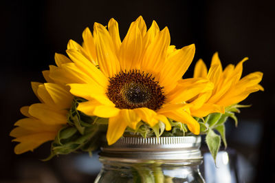 Close-up of sunflowers in mason jar