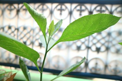 Close-up of green leaves