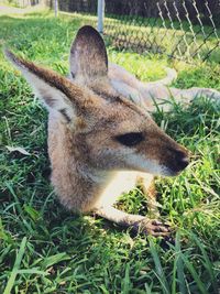 High angle view of kangaroo sitting on grassy field at zoo