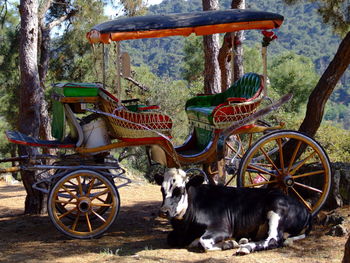 View of horse cart