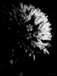 Close-up of flower against black background