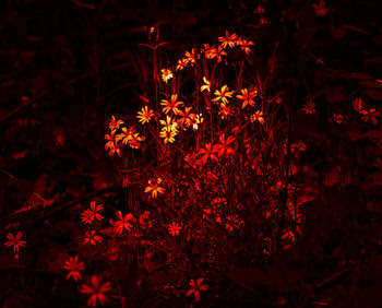 High angle view of red flowering plants on field at night