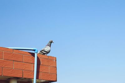 Low angle view of seagull perching on roof against clear sky