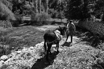 Rear view of man walking with donkey on field