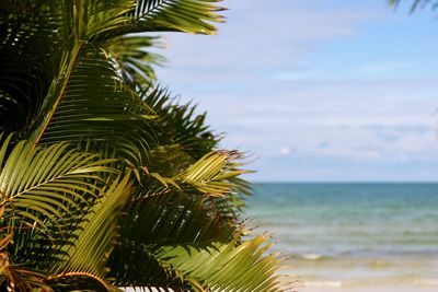 Palm tree by sea against sky