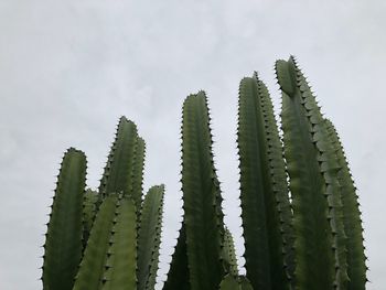 Close-up of succulent plant against sky