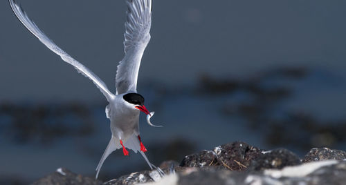 Close-up of bird perching on rock