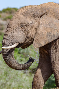 Close-up of elephant