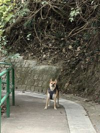 one animal