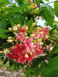 Close-up of pink flowering plant