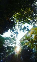 Low angle view of trees in forest