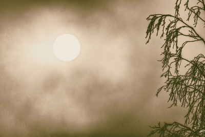 Close-up of tree against sky