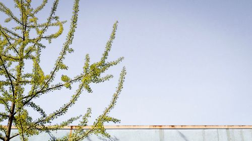Low angle view of plant against clear sky
