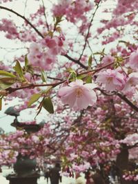 Low angle view of pink flowers blooming on tree