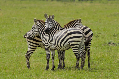 Zebras in a field