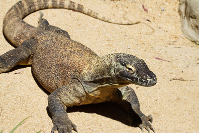 Close-up of lizard on sand