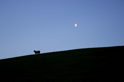 Silhouette sheep on hill against clear sky at dusk