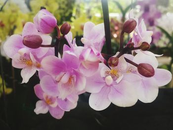 Close-up of pink flowers