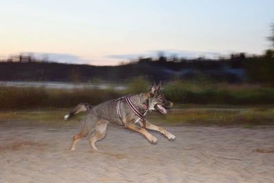 Close-up of an animal