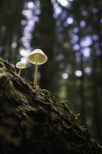 Close-up of mushroom growing on tree trunk