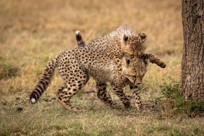 Close-up of cheetahs playing on field by tree trunk