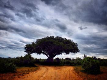 Tree on field against storm clouds