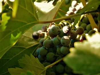 Close-up of berries growing on tree