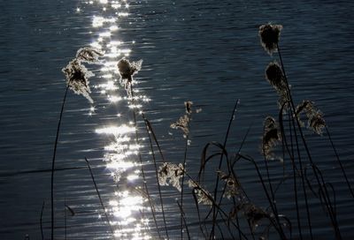 High angle view of birds swimming in lake
