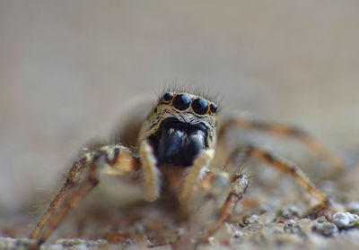 Close-up of spider