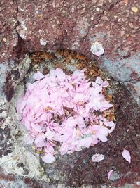 High angle view of pink petals on water