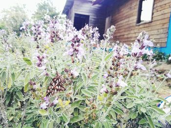 Close-up of purple flowers blooming outdoors