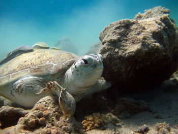 Big green turtle on the reefs of the red sea.