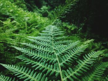 Close-up of fern leaves