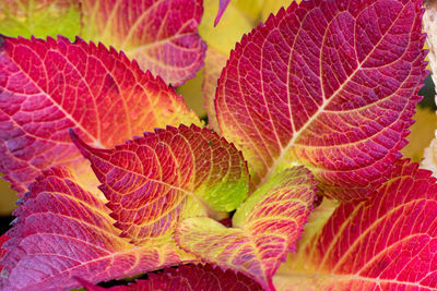 Full frame shot of fresh green leaves