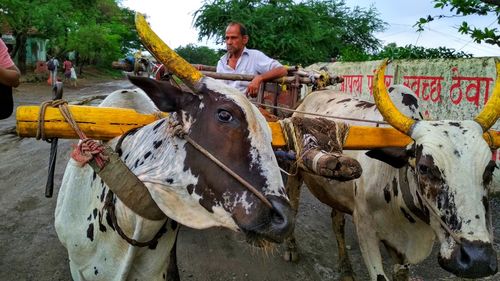 Man sitting on bullock cart