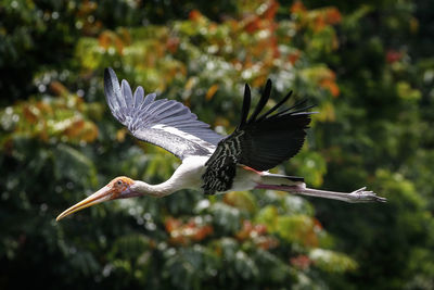 Bird flying