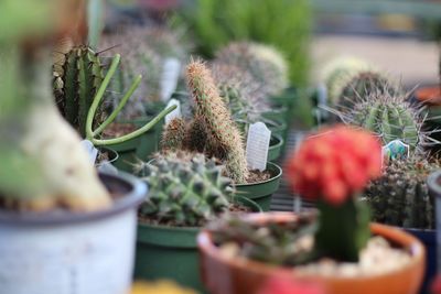 Close-up of succulent plants in greenhouse