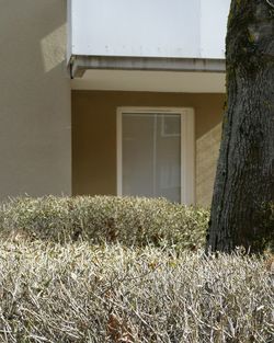 Plants growing on field against building