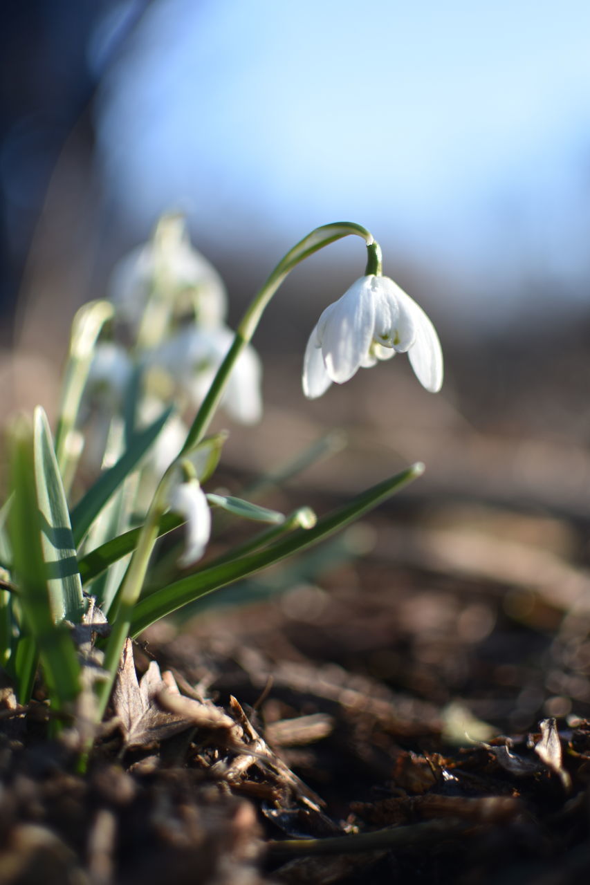 CLOSE-UP OF WHITE FLOWER ON FIELD